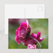 Postkartenrose - Magenta Grace Postkarte (Vorne/Hinten)