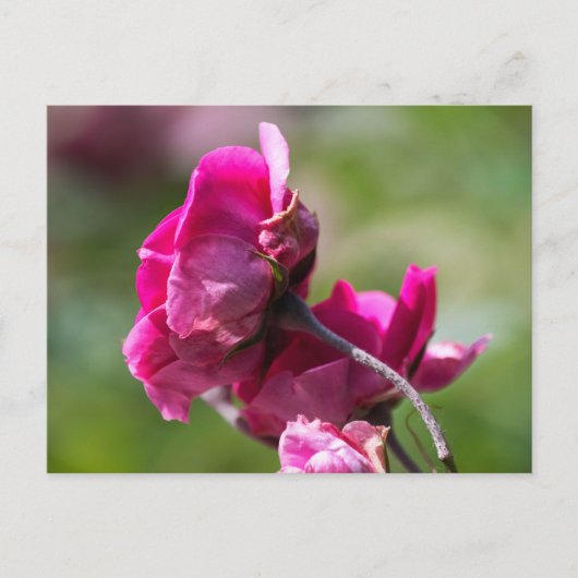 Postkartenrose - Magenta Grace Postkarte (Vorderseite)