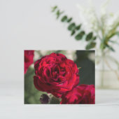 Postkartenrosen - Samtiger Glanz Postkarte (Stehend Vorderseite)