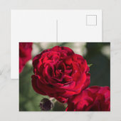 Postkartenrosen - Samtiger Glanz Postkarte (Vorne/Hinten)