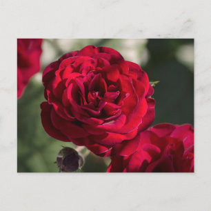 Postkartenrosen - Samtiger Glanz Postkarte