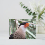 Postkreuz Caracara Postkarte (Stehend Vorderseite)