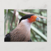 Postkreuz Caracara Postkarte (Vorderseite)