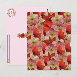 Postkreuzung - Amaryllis florale Postkarte