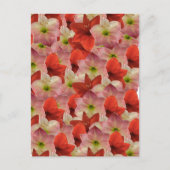 Postkreuzung - Amaryllis florale Postkarte (Vorderseite)