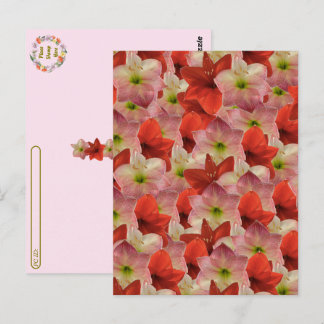 Postkreuzung - Amaryllis florale Postkarte