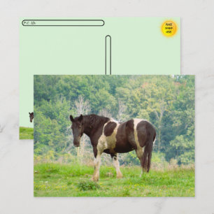 Postkreuzung - Amerikanisches gestrichenes Pferd i Postkarte
