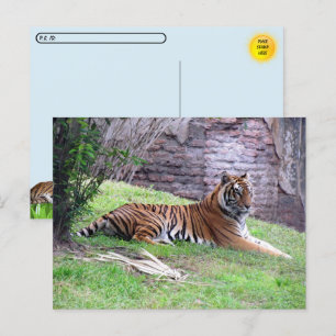 Postkreuzung Bengalischer Tiger-Postkarte mit ID-B Postkarte