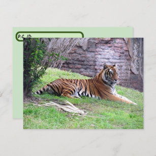 Postkreuzung Bengalischer Tiger-Postkarte mit ID-B Postkarte