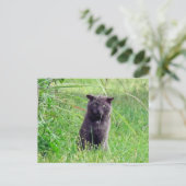 Postkreuzung - Die graue Stray - Katzenpostkarte Postkarte (Stehend Vorderseite)