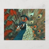 Postkreuzung farbiger Pfau Postkarte (Vorderseite)