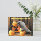 Postkreuzung - Halloween Pumpkins und Gator Postkarte (Stehend Vorderseite)