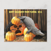 Postkreuzung - Halloween Pumpkins und Gator Postkarte (Vorderseite)