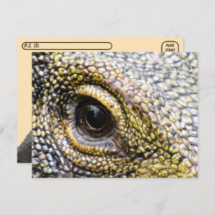 Postkreuzung - Krokodile Monitor Lizard Postcard Postkarte