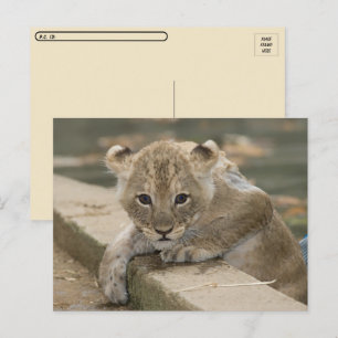 Postkreuzung - Niedliche Afrikanische Löwenschluch Postkarte