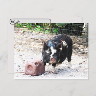 Postkreuzung Niedliche kleine Schweinezuchtanlage  Postkarte