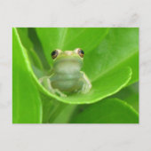 Postkreuzung = Niedlicher Baum-Frosch Postkarte (Vorderseite)