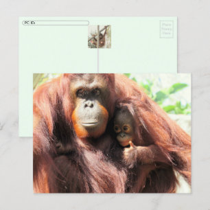 Postkreuzung Orangutan Tag Postkarte