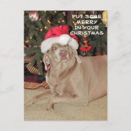 Postkreuzung - Rain the Weimaraner's Christmas Postkarte