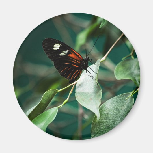 Postman 184 Magnet (Vorne)