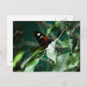 Postman 184 Postkarte (Vorne/Hinten)