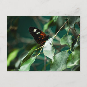 Postman 184 Postkarte