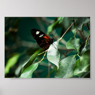 Postman 184 Print Poster