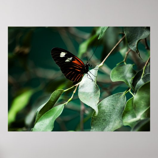 Postman 184 Print Poster (Vorne)