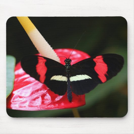Postman Butterfly Mousepad (Vorne)