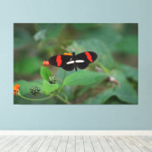 Postman Schmetterling Leinwanddruck (Insitu (Holzboden))