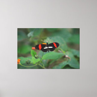 Postman Schmetterling Leinwanddruck