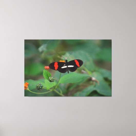 Postman Schmetterling Leinwanddruck (Vorderseite)