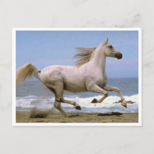 Postpferd Postkarte