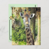 Postübergabe - Alberne Giraffe Postkarte (Vorne/Hinten)