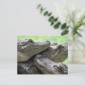 Postübergabe - Alligator Party Postkarte (Stehend Vorderseite)