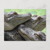 Postübergabe - Alligator Party Postkarte (Vorderseite)
