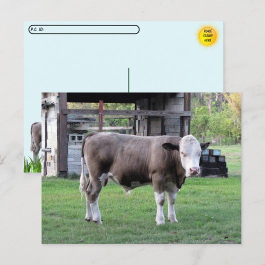 Postübergabe - Dieser Bull bedeutet Visitenkarte Postkarte (Vorne/Hinten)