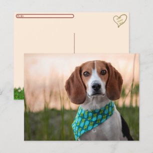 Postübergang - Foxhound Postkarte