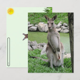 Postübergang: Kangaroo mit Joey Postcard Feiertagspostkarte
