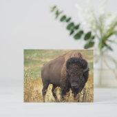 Postüberqueren amerikanischer Bison / Buffalo Post Postkarte (Stehend Vorderseite)