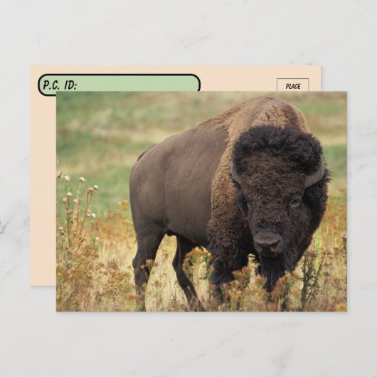 Postüberqueren amerikanischer Bison / Buffalo Post Postkarte (Vorne/Hinten)