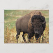 Postüberqueren amerikanischer Bison / Buffalo Post Postkarte (Vorderseite)