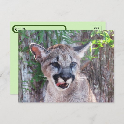 Postüberqueren der Cougar Cub Postkarte mit ID-Fel (Vorne/Hinten)