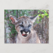 Postüberqueren der Cougar Cub Postkarte mit ID-Fel (Vorderseite)