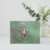 Postüberqueren der Gepunkteten Orbweaver Spider Po Postkarte (Stehend Vorderseite)