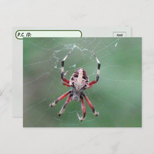 Postüberqueren der Gepunkteten Orbweaver Spider Po Postkarte (Vorne/Hinten)