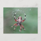 Postüberqueren der Gepunkteten Orbweaver Spider Po Postkarte (Vorderseite)
