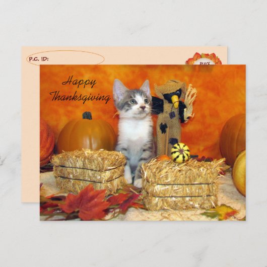 Postüberqueren der Porkchop-Katze / Kätzchen Postk Postkarte (Vorne/Hinten)