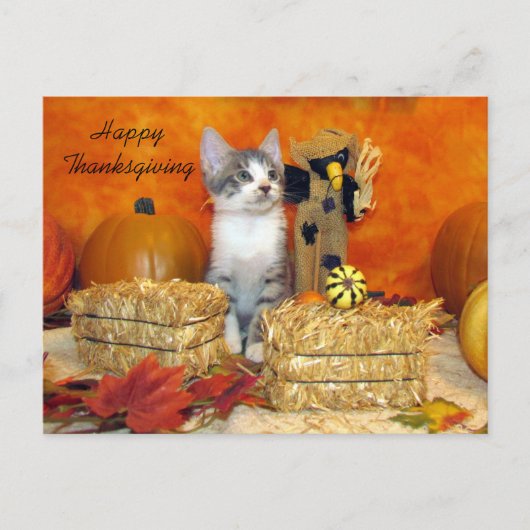 Postüberqueren der Porkchop-Katze / Kätzchen Postk Postkarte (Vorderseite)