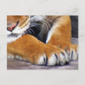 Postüberqueren der Tigerpfeife Postkarte mit ID Bo (Vorderseite)